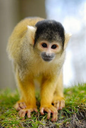 NASA's Monkey Radiation Experiment Faces Unclear Future